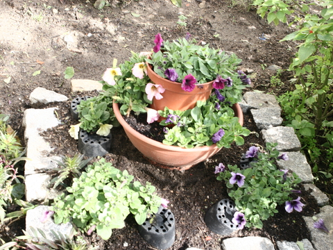 Petúnia (Petunia surfinia)
Utilizada para fins ornamentais.